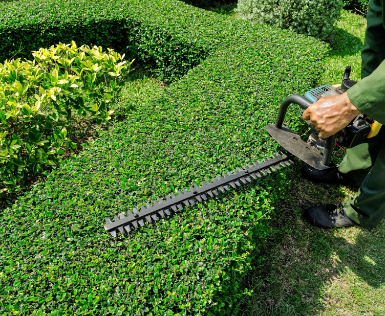 Top Lawn Maintenance Service in Greater Seattle